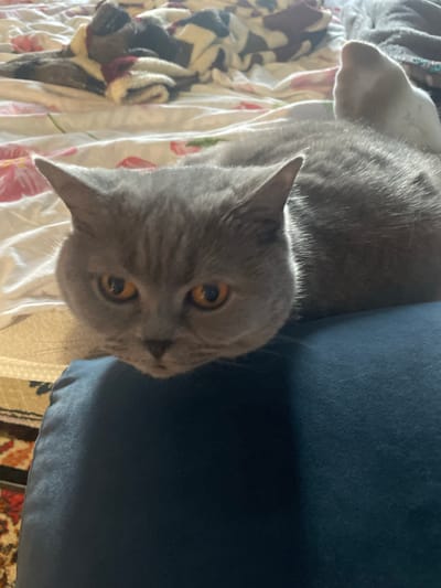 The scene captures an indoor environment in Petrivka, Ukraine. A grey domestic cat, exhibiting characteristics of a British Shorthair with round features and prominent amber eyes, is the primary subject. The cat is positioned in the lower-center of the frame, resting its head directly facing the viewer on a dark blue fabric surface. Its body extends upwards and backwards onto a bed covered with a white floral-patterned duvet featuring pink and red blooms. In the upper background, crumpled blankets or clothing articles, some displaying dark, white, and red patterns, are arranged on the bedding. A section of a patterned rug with warm tones is visible in the lower-left corner. A blurry, light-colored object, potentially a foot or sock, is partially visible on the bed in the upper-right. The lighting highlights the texture of the cat's fur.