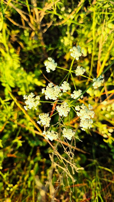 This media file depicts a close-up, overhead view of delicate white wildflowers in a field. The flowers are small and clustered, forming umbel-like inflorescences. They are attached to thin, green stems that branch out from a central point, giving them a starburst appearance. Some of the flowers are in full bloom, while others appear to be developing buds. Interspersed with the flowers are dry, twiggy branches, adding a natural, somewhat wild aesthetic to the scene.
The background is a soft blur of greens and yellows, suggesting lush vegetation and possibly other wildflowers. The lighting indicates that it is likely late afternoon or early evening, with the warm glow of the sun casting long shadows and highlighting the texture of the plants. The overall impression is one of natural beauty and tranquility. The scene is set in an outdoor environment, likely a meadow or a field, consistent with the provided location context of Piatra Albă, Moldova. There is no visible text in the image.