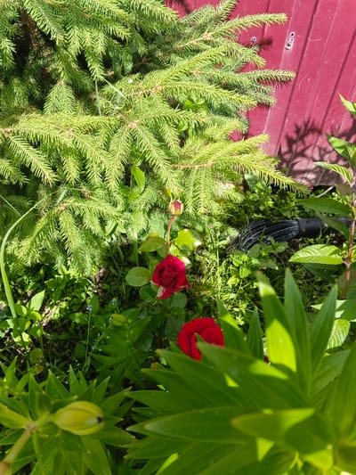 This is a close-up, overhead shot of a garden with a variety of plants and a red fence in the background. The scene is dominated by the lush green foliage of a large evergreen tree, likely a spruce, which takes up the upper left portion of the frame. Its branches are dense with needles, casting shadows on the ground below.
In the lower half of the image, two red roses are visible. One is fully bloomed, a vibrant splash of color against the greenery. The other is a rosebud, still tightly closed, hinting at future beauty. Interspersed with the roses are other plants with broad green leaves and some smaller, delicate blue flowers. In the middle ground, a dark object, possibly a part of a garden hose or tool, lies on the ground amongst the plants.
To the right, a deep red fence, possibly made of wood or metal, provides a contrasting backdrop. It shows some signs of wear, with visible nail heads and a weathered texture. Sunlight streams down, creating dappled light and shadow patterns throughout the garden, suggesting it is a bright, sunny day. The overall impression is one of a vibrant, natural setting. There is no visible text in the image. The location is contextually identified as Oblomikhino, Russia.