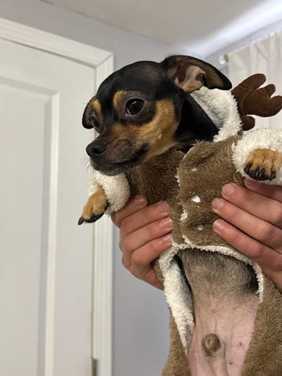 A small, black and tan dachshund with a worried expression is held upside down. The dog is wearing a brown reindeer costume with white trim and small antlers. The person holding the dog has fair skin and is using both hands to secure the costume. The background is a plain white wall with a door frame visible. The scene is well-lit and appears to be indoors.