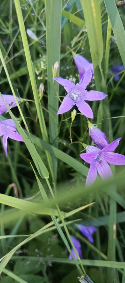 A close-up, eye-level shot captures several purple bell-shaped flowers amidst tall green grass and foliage. The flowers, some fully bloomed and others in bud, are characterized by their five pointed petals with visible dark purple veins. The background is a blur of green, suggesting a natural, outdoor environment. The scene appears to be a still life, focusing on the delicate beauty of the flowers and the surrounding plant life. The location is specified as Merchalovo, Russia. No people or animals are visible in the image.