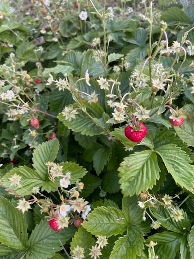 The image shows a close-up view of a wild strawberry plant in Izborsk, Russia. The plant features vibrant green leaves, delicate white flowers with yellow centers, and several strawberries in various stages of ripeness, ranging from green to bright red. Some of the strawberries are partially obscured by the foliage. The overall scene depicts a natural, verdant environment, likely a garden or a wild patch in Izborsk.