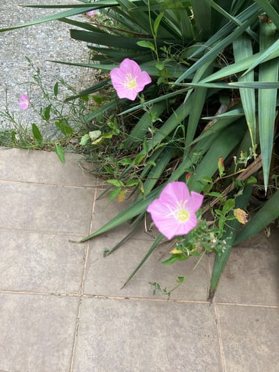 This is a close-up, high-angle shot of a paved walkway in Gallikos, Greece, adjacent to lush greenery and pink flowers. The walkway is made of square, light brown tiles with visible grout lines. To the left of the walkway, there is a gravelly area with sparse weeds and a small pink flower. The majority of the image is filled with the vibrant green, sword-shaped leaves of a yucca plant, interspersed with delicate pink flowers. One pink flower is in sharp focus in the foreground, while another is slightly out of focus further back. The leaves of the yucca plant cast shadows, creating a sense of depth. There are no people or animals present in the image. The scene appears to be a well-maintained garden area next to a public pathway.