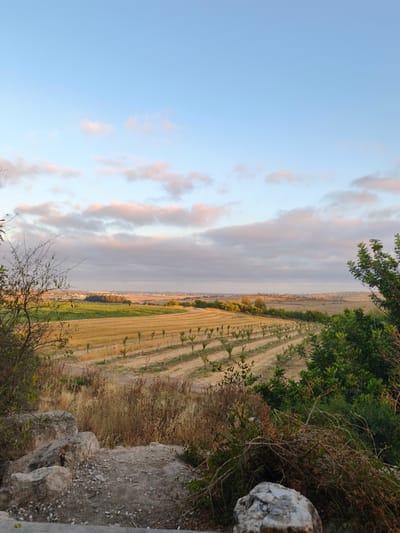 The image captures a rural landscape in the vicinity of Shaalvim, Israel, during what appears to be the late afternoon or early evening. The sky is a pale blue, adorned with scattered, wispy clouds that are tinged with pink and orange hues, suggesting the presence of the setting sun.

In the foreground, a rocky, uneven terrain is visible, with a few large stones and dry brush. To the left and right sides of the frame, there are areas of dense, green foliage, with bare branches of a tree in the left foreground.

The middle ground is dominated by agricultural fields. There are rows of young trees, possibly a vineyard or orchard, planted in neat, parallel lines across a field of dry, golden stubble. Adjacent to this, a section of a vibrant green field is apparent, suggesting different crops or stages of growth. Further in the distance, a line of trees forms a natural boundary.

The background reveals a gently rolling landscape with more fields and vegetation. In the far distance, a faint silhouette of buildings, likely a town or city, can be discerned on the horizon. The overall impression is one of a peaceful, cultivated rural setting bathed in the warm light of the approaching evening. There are no people or animals visible in the image.