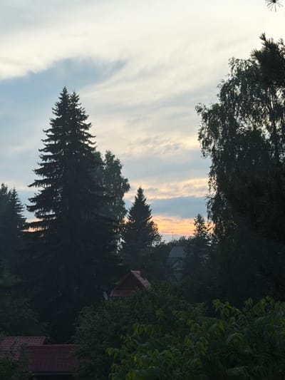 The image depicts a twilight scene with a sky filled with pale, wispy clouds, transitioning to warmer hues of orange and yellow near the horizon. Silhouetted against this sky are several tall evergreen trees, their dark forms creating a dramatic contrast. In the foreground, the dense foliage of deciduous trees obscures much of the lower portion of the image, with hints of rooftops visible among the greenery. The overall impression is one of a tranquil, natural setting on the outskirts of a settlement, possibly the city of Orekhovo, Russia, given the context. There are no people or discernible human activity in the frame. The environment suggests a rural or suburban landscape characterized by abundant trees and residential structures partially concealed by vegetation.