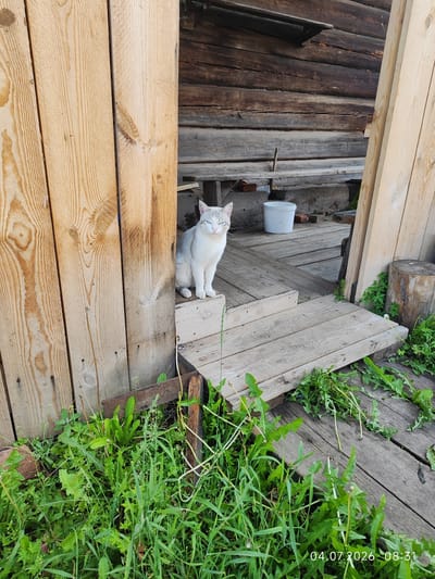 The image shows a domestic cat, predominantly white with some grey markings and blue eyes, sitting on wooden steps. The cat is positioned in the entryway of a wooden structure, likely a house or barn, with weathered wooden walls and planks. Lush green vegetation, including weeds and grass, surrounds the base of the structure and covers the ground around the steps. The background features more of the rustic wooden construction, including benches and a white bucket. A small wooden log is visible to the right. The overall scene suggests a rural or semi-rural environment. The timestamp "04.07.2026 08:31" is visible in the bottom right corner. The location is identified as Konovalovo, Russia.