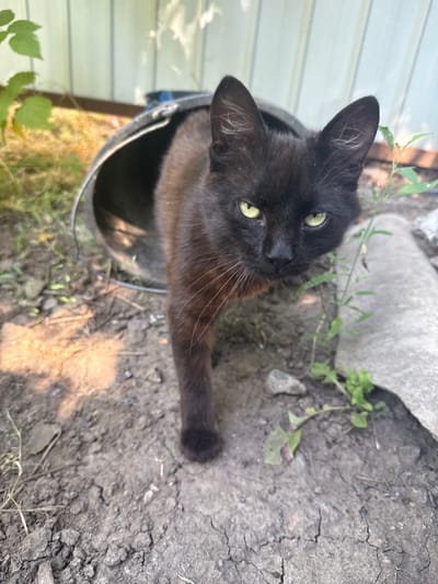 A black cat with yellow eyes emerges from a black plastic culvert pipe lying on the ground. The culvert is partially buried in dirt and gravel. The cat is in the foreground, facing the camera. In the background, a light-colored corrugated metal fence is visible, along with some green foliage and a piece of gray, flat material lying on the ground. The scene appears to be outdoors in a somewhat overgrown or unkempt area. The location is identified as Novolativka, Ukraine.