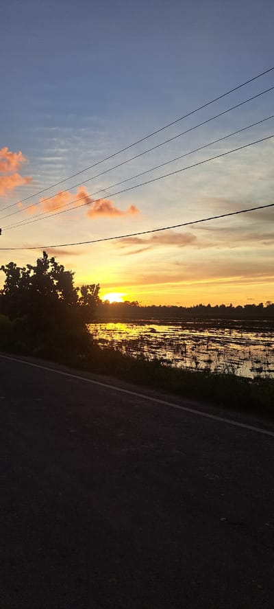 This media file captures a tranquil sunset scene along a rural road in Ngamatangubi, Indonesia. The image is oriented vertically, presenting a dramatic view of the sky and landscape.

The primary subjects are the natural elements of the scene. A vast expanse of sky dominates the left side of the image, transitioning from a pale blue near the bottom to vibrant oranges and yellows near the horizon, indicating sunset. Wispy clouds, tinged with pink and orange, are scattered across the sky. In the distance, a body of water, likely a rice paddy, reflects the warm hues of the sunset, with dark, vertical shapes suggesting harvested rice stalks or reeds. The right side of the image features a dark asphalt road with a white line marking its edge, curving gently into the distance. A silhouetted tree line and some foliage are visible at the bottom of the frame, framing the sunset and the roadside.

The activity taking place is passive observation of a natural event – the sunset. There are no people or specific objects of human activity besides the road, suggesting a moment of quiet contemplation.

Notable details include the intense colors of the sunset, the reflection on the water, and the presence of power lines stretching diagonally across the sky. The time of day is clearly sunset, with warm, low-angled light. The weather appears clear, with only a few clouds. The location cues like the rice paddy and the rural road suggest a tropical or sub-tropical setting, consistent with Indonesia. The overall emotion evoked is one of peace and natural beauty. No visible text is present in the image.
