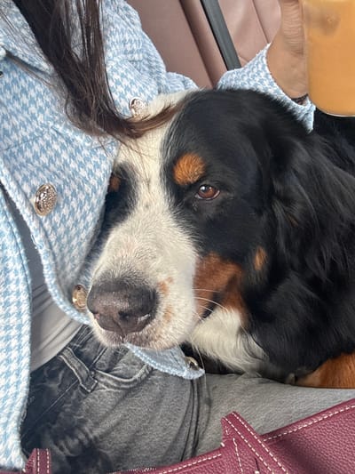 The image presents a close-up view from inside a vehicle, centered on a person and a dog. A person's upper torso, lap, and right hand are visible. They wear a light blue houndstooth patterned jacket with gold-colored decorative buttons over a white garment and dark grey jeans. Long, dark hair rests on the jacket. Their right hand holds a clear cup containing an orange liquid.
Resting on the person's lap is a Bernese Mountain Dog, or a similar tri-colored breed, whose head and upper body are prominent. The dog has black, white, and tan/brown fur, with white on its muzzle, a blaze on its forehead, and tan markings above its eyes and on its cheeks. Its dark eyes are open and directed slightly off-frame to the right, and its nose is dark and moist.
A burgundy leather bag with visible white stitching is situated in the lower right foreground, resting on the lap or floor. The background indicates the interior of a vehicle, with brown/tan upholstery visible behind the subjects and a dark vertical element, likely part of the vehicle's interior. The specific location within San Luis Potosí City, Mexico, cannot be determined from the visual information provided.
