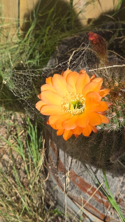 A close-up, vertical shot captures a vibrant orange cactus flower in full bloom, its delicate petals unfurling around a bright yellow center. The flower is partially obscured by a silken spiderweb, adding a touch of delicate texture to the scene. In the background, dry grass and the rough texture of a wooden surface create a rustic backdrop. The image was taken in Lompoc, United States of America.