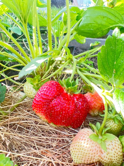 A close-up, overhead shot shows a cluster of ripe and unripe strawberries growing on the plant. The scene is dominated by the vibrant red of a large, perfectly formed strawberry in the center, its surface glistening and studded with tiny seeds. Surrounding it are several other strawberries in various stages of ripeness, ranging from pale green to blushing pink and red. The plant's lush green leaves and fuzzy stems are visible, interspersed with dry straw or hay, suggesting it is being grown in a garden or field where this mulch is used.
The sunlight appears bright, illuminating the fruits and leaves, and casting soft shadows. The overall impression is one of a bountiful harvest in a natural outdoor setting, likely during a warm season, given the ripening of the fruit. The image conveys a sense of freshness and the simple beauty of nature's produce. No people or text are visible in the frame. The location context provided is Mezhdurechenskiy, Russia.
