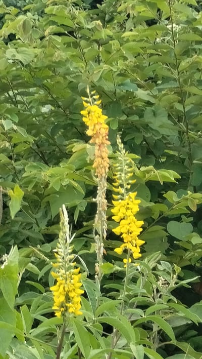 This vertical image displays a cluster of vibrant yellow flowers set against a backdrop of dense green foliage. The main subjects are three prominent, elongated flower spikes, densely packed with bright yellow blossoms.
The leftmost and rightmost flower spikes are a rich, uniform yellow, suggesting they are in full bloom. The central spike is taller and appears to be in a later stage of its bloom cycle, with its lower flowers exhibiting a paler yellow and light orange-brown hue, indicating maturity or fading. The flowers on each spike are arranged in a columnar fashion, creating a distinctive, torch-like shape.
The background consists of an abundance of lush green leaves, likely belonging to the same plant or surrounding vegetation. The leaves appear compound, generally oblong or ovate. The lighting is soft and natural, with no harsh shadows, suggesting an overcast day or indirect sunlight. The scene depicts flourishing plant life, characteristic of a tropical environment such as Lamtamot, Indonesia. There are no people, visible activities, or text within the image.