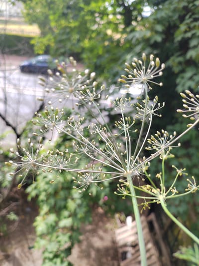 The image captures a close-up view of dill flower heads in various stages of development. The dill plant is in focus, with its delicate, umbrella-shaped inflorescences and numerous small, undeveloped seed pods. The background is blurred, showing a green, leafy environment, suggesting an outdoor setting with trees. In the further background, a dark-colored car is visible on a paved surface, and a glimpse of a structure with striped wooden elements can be seen. The overall impression is of a natural scene with elements of urban life present in the distance. The scene is consistent with a garden or allotment in a residential area of Soisy-sous-Montmorency, France, where such plants might be cultivated and elements of the built environment are naturally interspersed with greenery. There are no people or animals depicted in the image.
