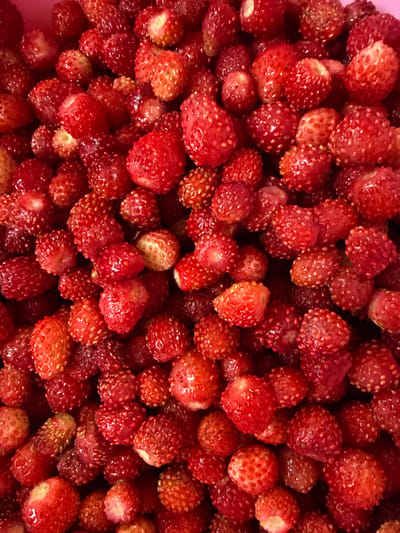 A close-up, overhead shot displays a large quantity of wild strawberries. The berries are small, red, and packed closely together, filling the frame. Some are bright red, while others have a lighter, more orange hue. The surface of the strawberries is textured with numerous small seeds. The image is a still life composition of fruit. The location of Zezevitovo, Russia is noted in the prompt but not depicted in the image.