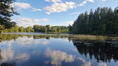 The image captures a serene natural landscape, likely a lake surrounded by lush forests. The water is calm, reflecting the blue sky with scattered white clouds and the verdant trees lining the shore. In the foreground, patches of aquatic vegetation are visible on the water's surface. Tall, dense evergreen trees dominate the right side of the frame, while a mix of deciduous and evergreen trees forms a backdrop across the horizon. The overall scene suggests a tranquil setting in a natural environment. Based on the provided context, this scene is located in the city of Vetlanda, Sweden, known for its natural beauty and extensive forests.