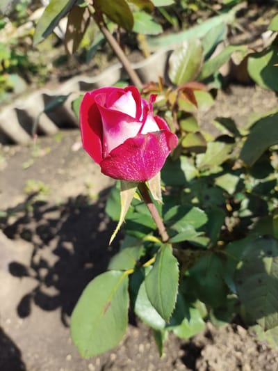 A close-up, eye-level shot captures a deep pink rosebud with white highlights, its petals unfurling in the bright sunlight. The rose is the primary subject, positioned slightly left of center, with its stem and green leaves forming a natural frame. The background consists of out-of-focus green foliage and dark soil, with shadows cast by the leaves and the rosebud itself, suggesting a garden setting. The overall impression is one of natural beauty and tranquility. The location is specified as Shopino, Russia, implying an outdoor scene in this Russian town.