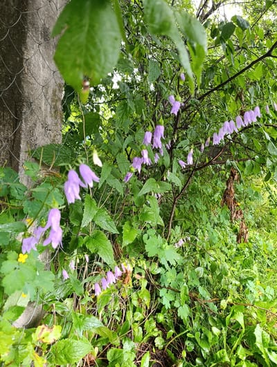 The image shows a close-up view of bell-shaped purple flowers with green leaves and a concrete wall with a wire mesh fence in Bialynichy, Belarus. The flowers are on a vine that is growing along the fence. The leaves are wet, suggesting it may have recently rained. The environment is overgrown with vegetation.