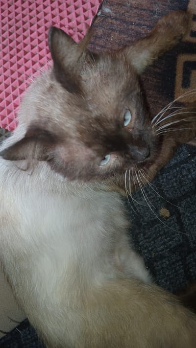 A close-up, top-down shot captures a Siamese cat with striking blue eyes, its fur a mix of creamy white and dark brown. The cat rests on a textured surface, possibly a rug or blanket, which is dark grey with lighter fibers. To the left of the cat, a pink, textured mat with raised triangular bumps is visible. The background is a muted brown and black patterned material. The scene appears to be indoors, with the lighting suggesting an indoor environment. The image is taken in Kolyvan, Russia.