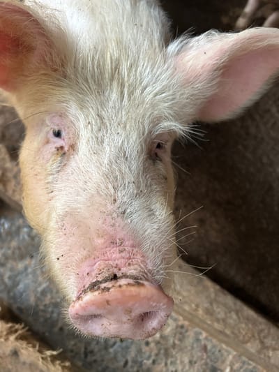 A close-up, high-angle shot shows the head of a pig. The pig has light pink skin and sparse white fur. The pig's snout is prominent and pink, with visible nostrils and embedded dirt. The pig's eyes are small and dark. Its ears are pink and positioned on either side of its head. The background is blurred, suggesting a pen or enclosed area, with fragments of wooden structures visible. The image's location is claimed to be Brusen, Bulgaria, but the image does not provide verifiable details about this.