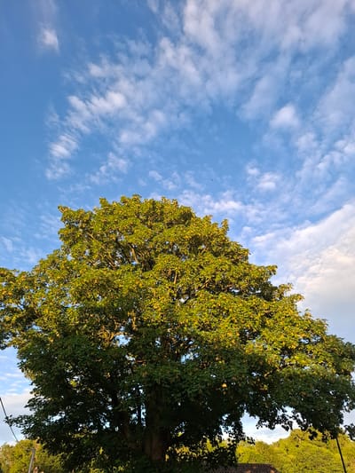 The image shows a large, leafy tree with green foliage, possibly a sycamore or maple, with some yellowing or developing seeds visible amongst the leaves. The tree fills the majority of the frame, viewed from a low angle looking upwards. Behind the tree, a vibrant blue sky is dotted with wispy white clouds, some of which are catching the light and appearing brighter. In the lower part of the image, the dark trunk of the tree is visible, along with a hint of green foliage from other trees and possibly a rooftop in the far distance. The lighting suggests it is either early morning or late afternoon, with the sun casting a warm glow on the upper parts of the tree. No people or specific landmarks that would confirm the location in Middleton Tyas, United Kingdom are visible.
