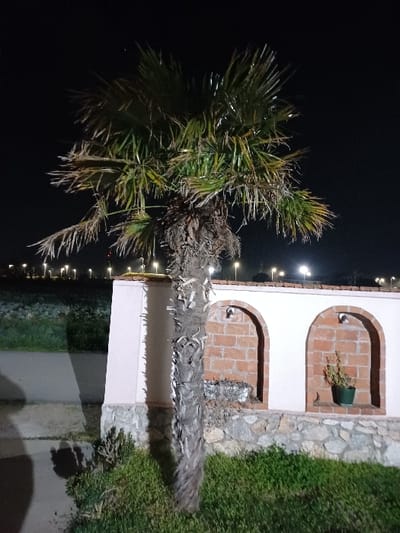 The image captures a nighttime outdoor scene in Prdejci, North Macedonia. A palm tree with a textured, segmented trunk and green-to-brown fronds dominates the central and left foreground, rooted in a patch of green grass. To the immediate left of the tree, a dark, reflective paved surface is visible. Behind the palm tree, a low wall spans the midground. The wall features a base constructed from irregular light-colored stones, topped by a light-colored, possibly off-white, painted section. This painted section incorporates two arched alcoves, both lined with red brickwork. Each alcove is fitted with a small, upward-pointing light fixture. The left alcove contains a crumpled metallic object, while the right alcove houses a green potted plant. The top edge of the wall is capped with a light-colored strip, illuminated by overhead lighting. In the distant background, a horizontal line of illuminated streetlights or similar light sources is visible against a dark, featureless night sky. No individuals or discernible actions are present in the frame.
