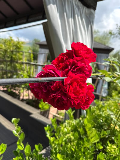 The image shows a close-up view of a cluster of vibrant red roses in bloom, with a blurred outdoor background. A dark, thin horizontal bar runs across the mid-ground, partially obscuring the roses. Behind the roses, a white curtain or canopy is visible, illuminated by sunlight. Further in the background, lush green foliage and structures are out of focus. The scene appears to be set on a balcony or patio, suggested by the presence of what looks like outdoor furniture in the lower left and lower right portions of the image. The sky above is cloudy. The image is taken in the city of Mirikənd, Azerbaijan.