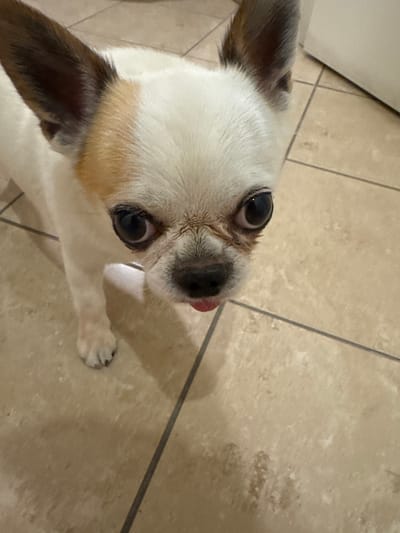 A close-up, eye-level shot captures a small, white and tan Chihuahua standing on a tiled floor. The dog's large, dark eyes are focused directly on the camera, and its pink tongue is slightly extended. Its ears are large and erect, with dark brown tips. The tiled floor is a neutral beige with darker grout lines. There are no other objects or people visible in the frame, and the background is indistinct and out of focus. The image does not contain any information indicating its location in Rimini, Italy.
