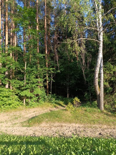 The image depicts a sun-drenched forest clearing with a sandy path winding through it. Tall pine trees with light brown bark dominate the background, interspersed with lush green foliage. To the right, a distinctive white birch tree with a split trunk stands out, its delicate leaves catching the sunlight. The foreground is covered in vibrant green grass, suggesting a warm, sunny day. The scene is natural and peaceful, evoking a sense of tranquility. The time of day appears to be late morning or early afternoon, given the bright sunlight and the shadows cast on the ground. No people, objects, or text are visible in the image. The location context suggests a rural area in Belarus.
