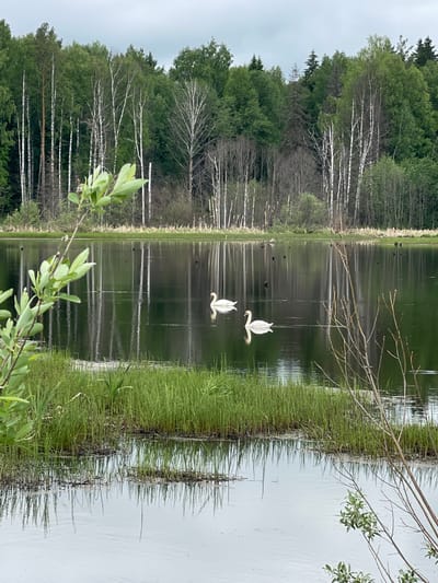 The image depicts a tranquil lake scene, possibly located near Kamennyi Kliuch, Russia, given the prevalence of birch and evergreen trees characteristic of the region. Two white swans are gliding on the water's surface, their reflections creating a mirrored effect. The shoreline is marked by dense green grasses, with some bare branches reaching towards the water. The opposite bank features a forest of birch and evergreen trees. The water surface exhibits slight ripples, reflecting the surrounding trees. In the foreground, foliage from a bush obscures the view. The overall impression is that of a serene and natural landscape.