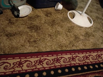 The scene appears to be on a carpeted floor. In the upper portion of the frame, there is a rug with a patterned border. In the lower portion of the frame, there are several items, including what appears to be a stand with a white, circular element at the top, a small white cup, a dark blue object, and a gray and teal object with a white dish on top. The exact location within Clarksville, United States, cannot be determined from this image.