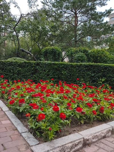 The image depicts a vibrant flower bed filled with numerous red zinnias, with their densely packed petals creating a rich, textured appearance. The flowers are situated in a garden setting, bordered by a path made of reddish-brown bricks and a stone edge. Behind the flower bed, a meticulously trimmed, dark green hedge forms a backdrop, suggesting a well-maintained landscape. Above the hedge, deciduous trees with full, green foliage are visible, interspersed with branches and a hint of a taller conifer tree. In the upper right portion of the image, a modern building with light-colored walls and visible windows can be seen, indicating an urban environment. This scene likely represents a public park or a landscaped area within a residential or commercial district in the city of Jixi, China.