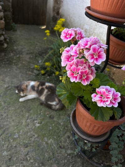 A calico cat sleeps on the ground in front of pink and white flowers in a pot. The scene is outdoors, with a wooden door visible in the background. The ground is made of concrete and pebbles, with some patches of moss and grass. A metal stand holds the flower pot, and other potted plants are visible in the background. The image appears to be taken in Belo Pole, Bulgaria.