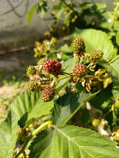 A close-up, vertical shot captures a cluster of blackberries on a vine in Filippenkov, Russia. The focus is on a single ripe, deep red blackberry positioned slightly left of center, with several unripe, green berries surrounding it. The berries are clustered on a stem with green leaves. The background is blurred, showing hints of more foliage and a light-colored wall. The lighting suggests it is a sunny day.