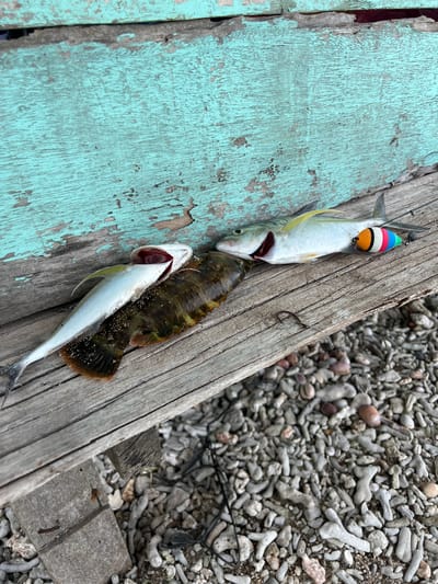 Two fish, one small and silvery and the other larger and darker, lie on a weathered wooden surface. The silvery fish is positioned on top of the darker fish. A colorful fishing float, striped with orange, white, red, and blue, is attached to the silvery fish's tail. A fishing hook is also visible on the wooden surface. The background consists of a peeling, turquoise-painted wooden plank and a ground covered in small pebbles and coral fragments, suggesting an outdoor setting. The image is captured from a slightly elevated perspective. The scene appears to be on a wooden pier or bench near a body of water, likely in Babahie, Indonesia, given the presence of coral and the typical coastal environment of the region.