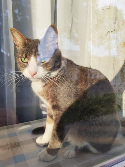 A medium shot captures a domestic cat with tabby and white markings sitting behind a window in what appears to be a residential setting. The cat, facing left and looking towards the camera with green eyes, is positioned on a checkered tablecloth. Its fur is primarily gray and brown tabby with white chest and paws. The background reveals a weathered wall with peeling paint and a curtained window, suggesting an indoor environment. Sunlight streams in, creating reflections on the glass and casting shadows. The image lacks any signs of human presence or interaction. The specific location of Vasil'ki, Russia, is not discernible from the visual elements within the provided image.
