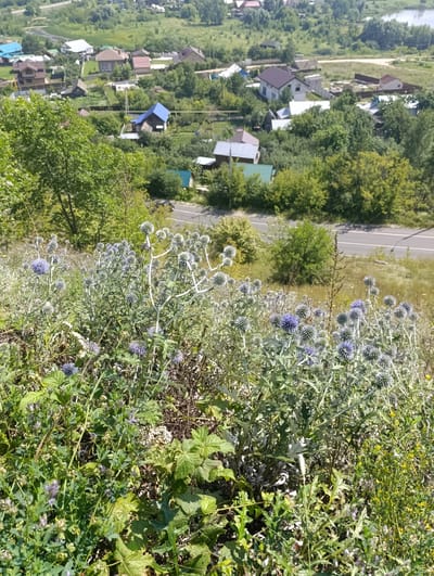 The image presents an aerial view of a rural or semi-rural landscape, likely on the outskirts of Solnechnaya Polyana, Russia. In the foreground, a dense patch of wild vegetation dominates, characterized by prickly, globe-shaped purple flowers and their silvery-green foliage. Among these are smaller green plants and yellow wildflowers.
Beyond the foreground flora, a road with two lanes is visible, curving through the landscape. Along the road and further into the distance, a scattering of residential buildings with varied rooflines and colors, indicative of a small town or village, can be observed. The houses are nestled amongst numerous trees and greenery, with some structures featuring distinct architectural styles, such as a house with a prominent numbered sign. The overall scene is one of a sunny day, with natural vegetation coexisting with human habitation.