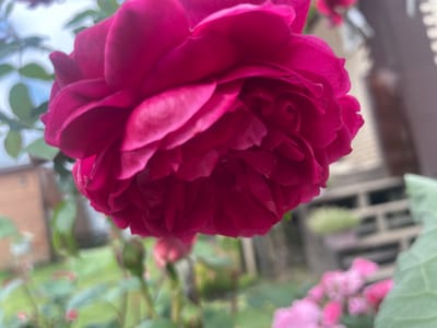 A close-up, low-angle shot focuses on a vibrant magenta rose in full bloom, its layered petals cascading downwards. The rose is the primary subject, occupying the majority of the frame. In the background, the scene is softly blurred, indicating a shallow depth of field. To the left, a wooden building with a light-colored roof is partially visible, suggesting a residential or garden shed structure. Further back, a gray, multi-leveled object, possibly a deck or tiered seating area, is also out of focus. Scattered amidst the greenery in the background are other, smaller pink flowers and rosebuds. The overall environment appears to be an outdoor garden setting, likely in the city of Aropakkuzi, Russia. There are no people or animals visible in the image.