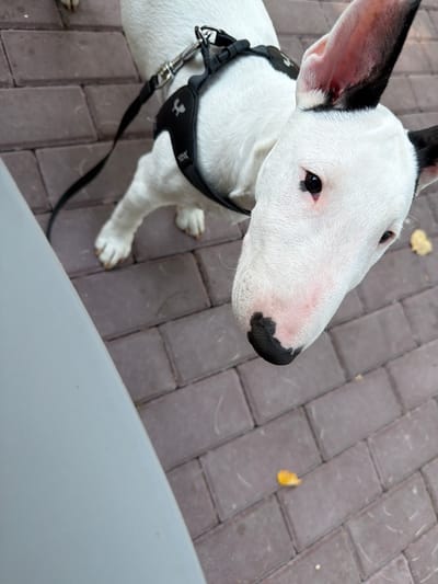A bull terrier dog is on a brick pathway, looking up at the camera. The dog is white with black markings on its ears and nose. It is wearing a black harness and a black leash is attached. A light gray object, possibly a table, is in the foreground on the left. The background is a brick pathway with some fallen leaves. The image does not contain any elements to suggest a specific location within the city of Morozovo, Russia.