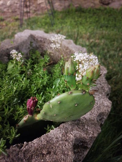 The image shows a close-up of a prickly pear cactus with a pink bud in a grey, textured planter. The planter is filled with small, green, succulent-like plants. In the background, there are tiny white flowers, more green foliage, and a grassy area. The planter appears to be made of stone and is placed outdoors. The lighting suggests it is daytime, possibly late afternoon or early evening. There are no people or animals visible in the image. The overall scene is a still life of a plant arrangement. The location is identified as Durankulak, Bulgaria.