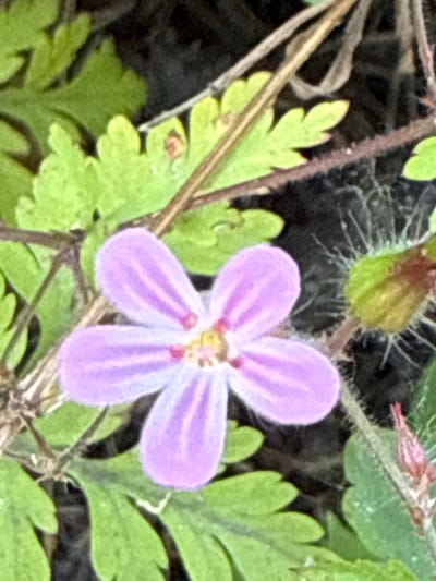 A macro photograph shows a single, five-petaled purple flower with a yellow center. The petals are delicate and veined, with darker purple lines running towards the center. The flower is surrounded by green, serrated leaves and thin, dry stems. In the background, there are dark, out-of-focus elements. The image was taken in Korobivka, Ukraine.
