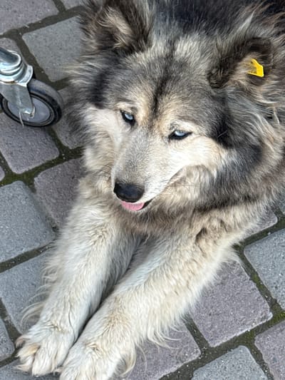 A husky-type dog with striking blue eyes lies on a paved walkway. The dog has thick, multi-colored fur and a pink tongue slightly protruding from its mouth. A yellow ear tag is visible on its right ear. To the left of the dog, a metal caster wheel with a black rubber tire is present. The ground is composed of grey interlocking paving stones with some moss or grass growing in the crevices. The scene appears to be outdoors, possibly in a public area. The provided context places this image in the city of Onguday, Russia.