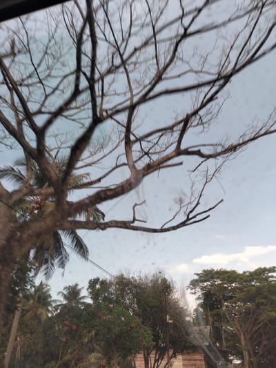 The image, likely taken through a window with water droplets on it, shows a view of trees. In the foreground, there's a large tree with bare branches reaching towards the sky. Behind and to the left of it, palm trees are visible, some with coconuts. Further back, there are other trees with green foliage and some red flowers. A building is partially visible at the bottom of the image. The sky is light blue with some clouds. The location is Kutalawah, Indonesia. There are no people visible in the frame. The general scene appears to be a landscape with trees and vegetation, possibly in a residential or rural area of the city.