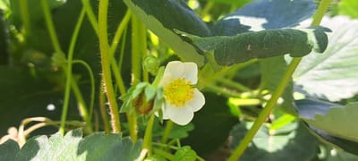 A close-up shot focuses on a strawberry flower and developing fruit surrounded by lush green foliage. The strawberry flower, with its delicate white petals and bright yellow center, is prominently positioned in the mid-right of the frame. To its left, a small, green, immature strawberry fruit, partially obscured by its sepals, is visible. The scene is bathed in natural sunlight, creating a soft, dappled effect on the leaves and stems. The background is a blur of greens, indicating a dense, natural environment. The image was captured in the vicinity of Bash-Kaiyndy, Kyrgyzstan, likely in a garden or field where strawberries are cultivated.