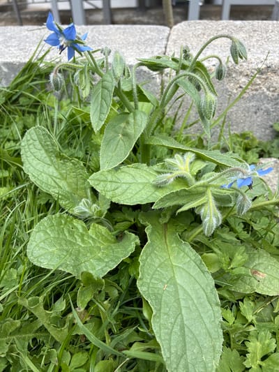 A close-up, eye-level shot shows a plant with fuzzy green stems and large, oval leaves. Two bright blue, star-shaped flowers with dark centers are visible, along with several green, fuzzy buds. The plant is growing amongst green grass and other low-lying plants. In the background, out of focus, are rough-textured concrete blocks and what appears to be a portion of a light-colored metal fence. This scene was captured in Bad Hersfeld, Germany.