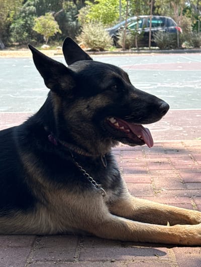 A German Shepherd dog lies on a brick surface. The dog has dark black fur on its head and upper body, transitioning to tan on its lower body and paws. The dog's tongue is visible. A metal chain collar is around the dog's neck. A sidewalk with red, gray, and white segments runs horizontally behind the dog's head. A vehicle and greenery can be seen in the background.