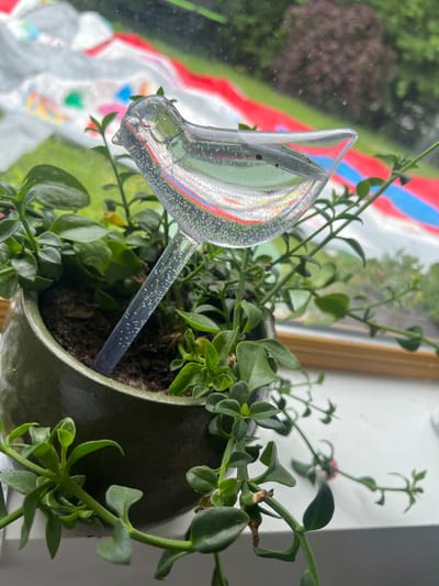 A clear, elongated glass watering bulb, filled with water and small bubbles, is positioned to the left of a green ceramic pot containing a succulent plant. The watering bulb's stem is inserted into the dark soil of the pot, suggesting it is actively watering the plant. The succulent has numerous small, fleshy green leaves. In the background, through a window, a blurred colorful pattern of red and blue stripes is visible, with hints of green foliage and a dark tree. The lighting suggests it is daytime. The overall scene depicts a plant being watered indoors, with the outdoor view through the window providing a colorful and somewhat abstract backdrop.