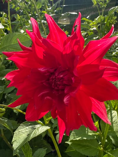 This is a close-up, high-angle shot of a bright red dahlia flower in full bloom, set against a background of lush green foliage. The flower's petals are layered and pointed, with some of them curving outwards and others reaching towards the center. The intricate details of the inner petals are visible, creating a sense of depth and texture. The sunlight catches the edges of the petals, highlighting their vibrant color and casting soft shadows. The surrounding leaves are a deep green, with some showing the dappled effect of sunlight filtering through. The overall impression is one of natural beauty and the peak of summer bloom. The image is likely taken outdoors in a garden or natural setting. There is no visible text in the image. The time of day appears to be daytime, with bright sunlight suggesting a clear or partly cloudy sky. The location context indicates Tilteliai, Lithuania.