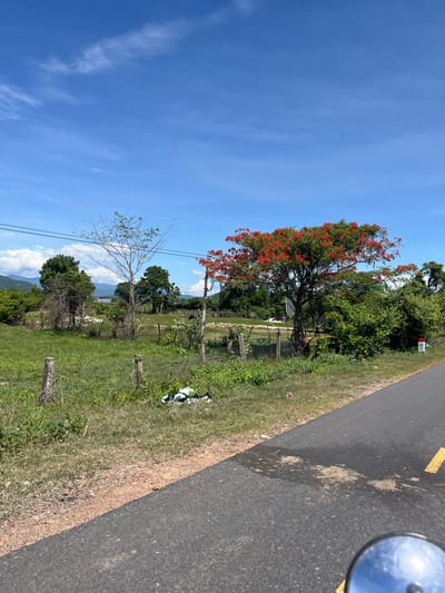 This image depicts a roadside scene in Ham Thuan Bac, Vietnam, under a clear blue sky with scattered white clouds. The foreground shows an asphalt road with a yellow line marking its edge, and a dirt shoulder. A portion of a circular mirror, likely from a vehicle, is visible in the bottom right corner, reflecting the sky and clouds.

Beyond the road, a grassy field stretches towards a fence line. Several wooden posts mark the perimeter of the field. A tree with a bare, dry trunk and sparse green foliage stands in the middle ground, to the left of a vibrant tree adorned with bright red flowers. This flowering tree is the focal point of the scene. Behind the trees, a dense green bush and other trees form a backdrop, with distant mountains visible on the horizon. Scattered white debris, possibly trash bags, lies on the grass near the fence. A red and white marker post, labeled "H5 02", stands near the flowering tree. Power lines traverse the sky above the field. The environment appears rural and natural.