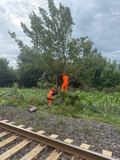 Two individuals wearing high-visibility orange work clothing are working on a tree near a set of train tracks. One individual is positioned higher in the tree, appearing to be cutting branches. The second individual is on the ground, also wearing orange and appearing to be using a chainsaw. A field of corn is visible behind the workers and the tree. Overhead power lines are present. The scene is set in Kvemo Khvedureti, Georgia, with a cloudy sky.