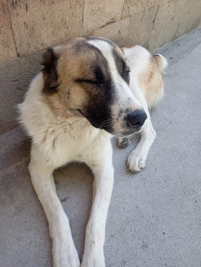 A medium shot captures a large dog with a tan and white coat lying down on a concrete surface. The dog's eyes are closed, suggesting it is resting or sleeping. Its fur is fluffy, especially around its neck and chest, and it has dark markings on its face, including around its eyes and nose. The dog's paws are visible, and they appear clean. Behind the dog, a textured, rough-hewn stone wall provides a backdrop. The sunlight appears to be casting shadows, indicating it is likely daytime. The scene is set outdoors, with the concrete ground and stone wall suggesting an urban or rural setting. The overall mood is peaceful and calm, as the dog seems relaxed. There is no visible text in the image. The location is specified as Ararat, Armenia.